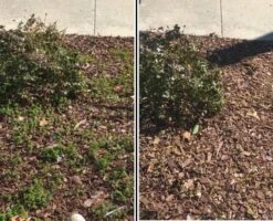 SNS WeedRot Weed Killer Concentrate - Pouch -Gardening Care Shop 02 before after