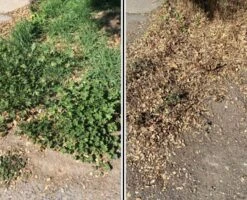 SNS WeedRot Weed Killer Concentrate - Pouch -Gardening Care Shop 03 before after