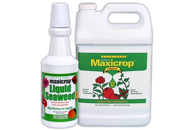 Maxicrop Liquid Seaweed Quart 3 Maxicrop Liquid Seaweed Quart