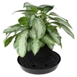 Gro Pro NX Level Pot Elevator - 21.5 In -Gardening Care Shop 725679 03