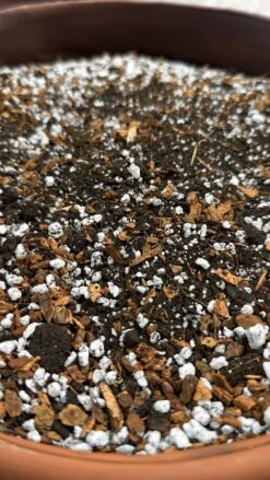 FINE Aroid Mix - 3 Gallon -Gardening Care Shop Fine Aroid Closeup Shot 1