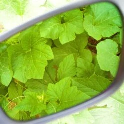 Method Seven Citadel FX Classic Glasses - Full Spectrum LED/CMH -Gardening Care Shop Fx lens view 10