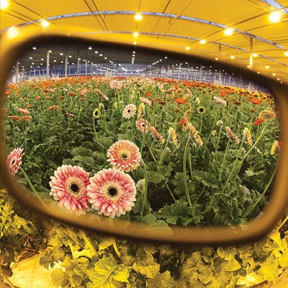 Method Seven Citadel HPS Classic Grow Glasses 7 Method Seven Citadel HPS Classic Grow Glasses - Image 5