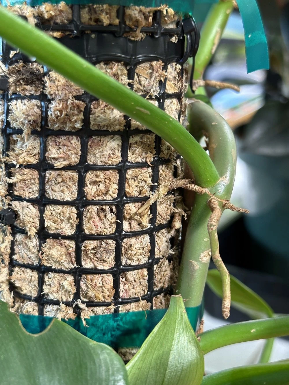 Self Watering Moss Pole W/Stabilizing Base - 12" 4 Self Watering Moss Pole W/Stabilizing Base - 12" - Image 2