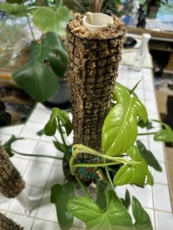 Self Watering Moss Pole W/Stabilizing Base - 12" 11 Self Watering Moss Pole W/Stabilizing Base - 12" -Gardening Care Shop Moss Pole Front 1