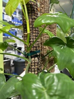 Self Watering Moss Pole W/Stabilizing Base - 36" -Gardening Care Shop Moss Pole Roots