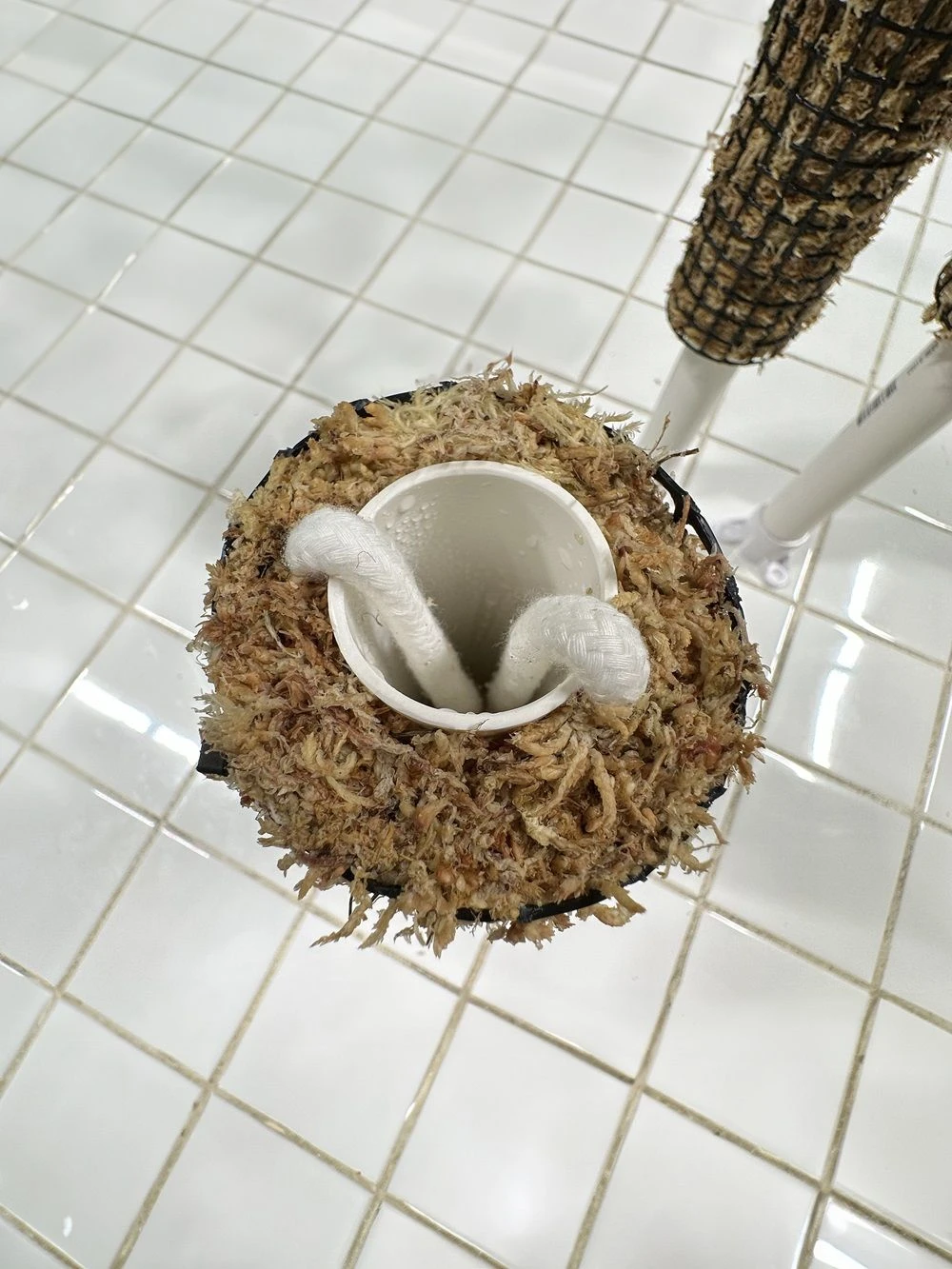 Self Watering Moss Pole W/Stabilizing Base - 12" 7 Self Watering Moss Pole W/Stabilizing Base - 12" - Image 5