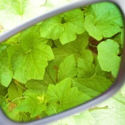 Method Seven Cultivator FX Classic Glasses - Full Spectrum LED/CMH -Gardening Care Shop agent 939 still 2 14708.1621874609