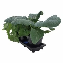 AutoPot Auto 3 XL 6.6gal Pots -Gardening Care Shop auto3 xl plantasia web 5