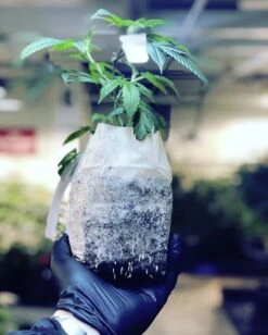 Char Coir BioPot - 4 In / 1/2 Gallon 8 Char Coir BioPot - 4 In / 1/2 Gallon -Gardening Care Shop biopot 4in 2