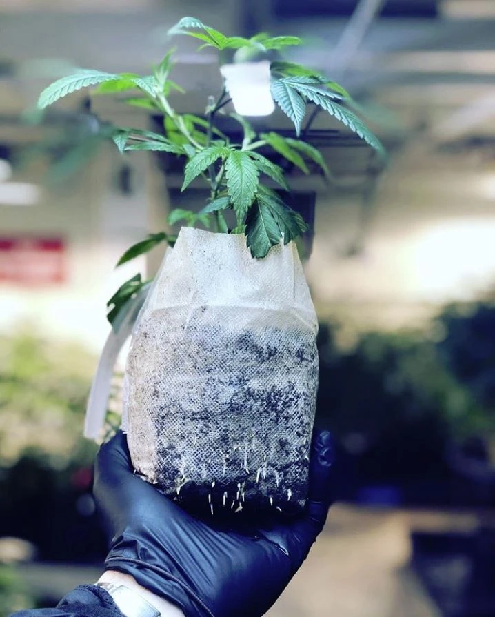 Char Coir BioPot - 4 In / 1/2 Gallon 5 Char Coir BioPot - 4 In / 1/2 Gallon - Image 3