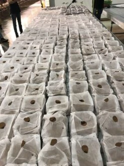 Char Coir Coco Cube - Compressed / 1 Gallon -Gardening Care Shop coco cube comm1