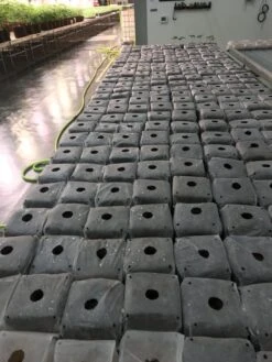 Char Coir Coco Cube - Compressed / 1 Gallon -Gardening Care Shop coco cube comm2