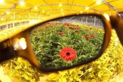 Method Seven Operator HPS Classic Glasses -Gardening Care Shop glasses2 1