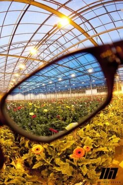 Method Seven Rendition Camera Photo Filter - HPS 11 Method Seven Rendition Camera Photo Filter - HPS -Gardening Care Shop glasses3 1
