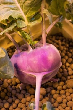 Hydroton Original - 50 Liter -Gardening Care Shop hgc714116 03