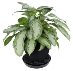 Gro Pro NX Level Pot Elevator - 13 In 7 Gro Pro NX Level Pot Elevator - 13 In -Gardening Care Shop hgc725675 03