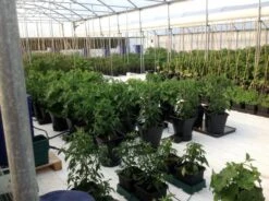 AutoPot 1Pot XL Module - 6.6 Gallon