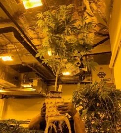 RedRock Block - 6x6x5.3 -Gardening Care Shop redrock grow block roots 0