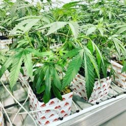 RedRock Block - 6x6x5.3 -Gardening Care Shop redrock grow block tray 1