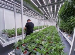 Multi-Tier Continuous / Custom Tray Bench System - Per Square Foot